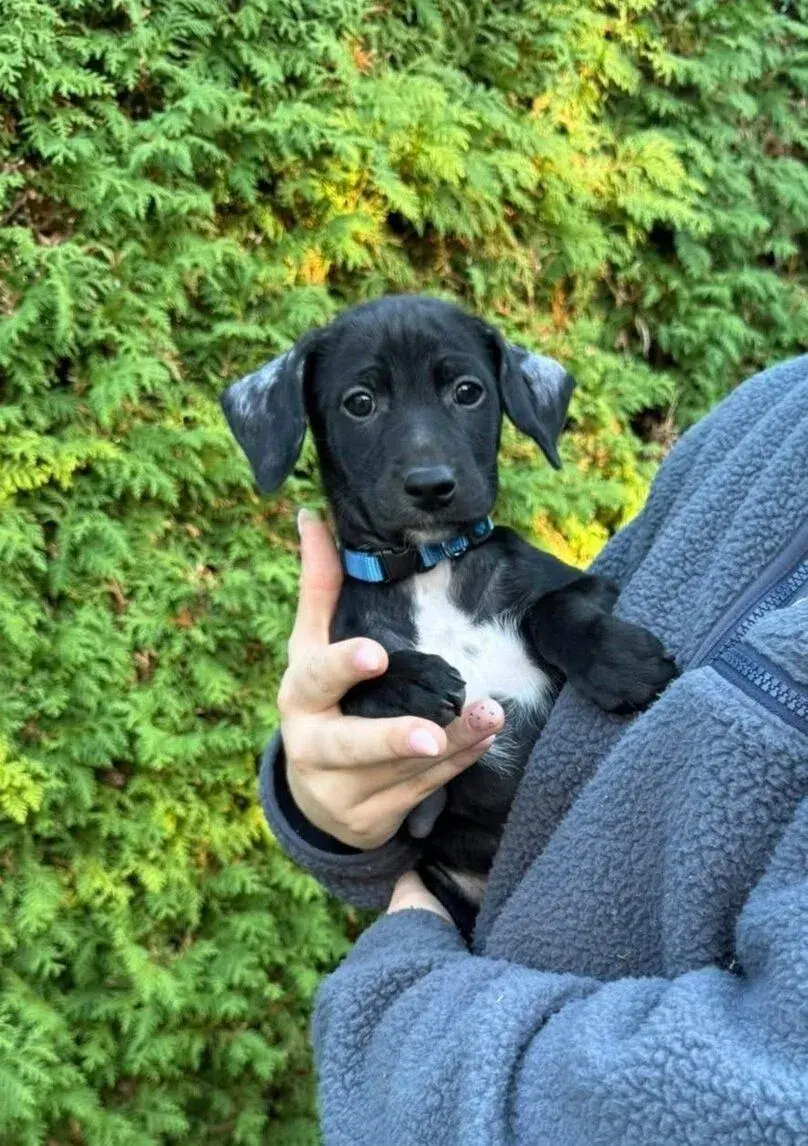 Mexický naháč /Xoloitzcuintle/ střední s PP