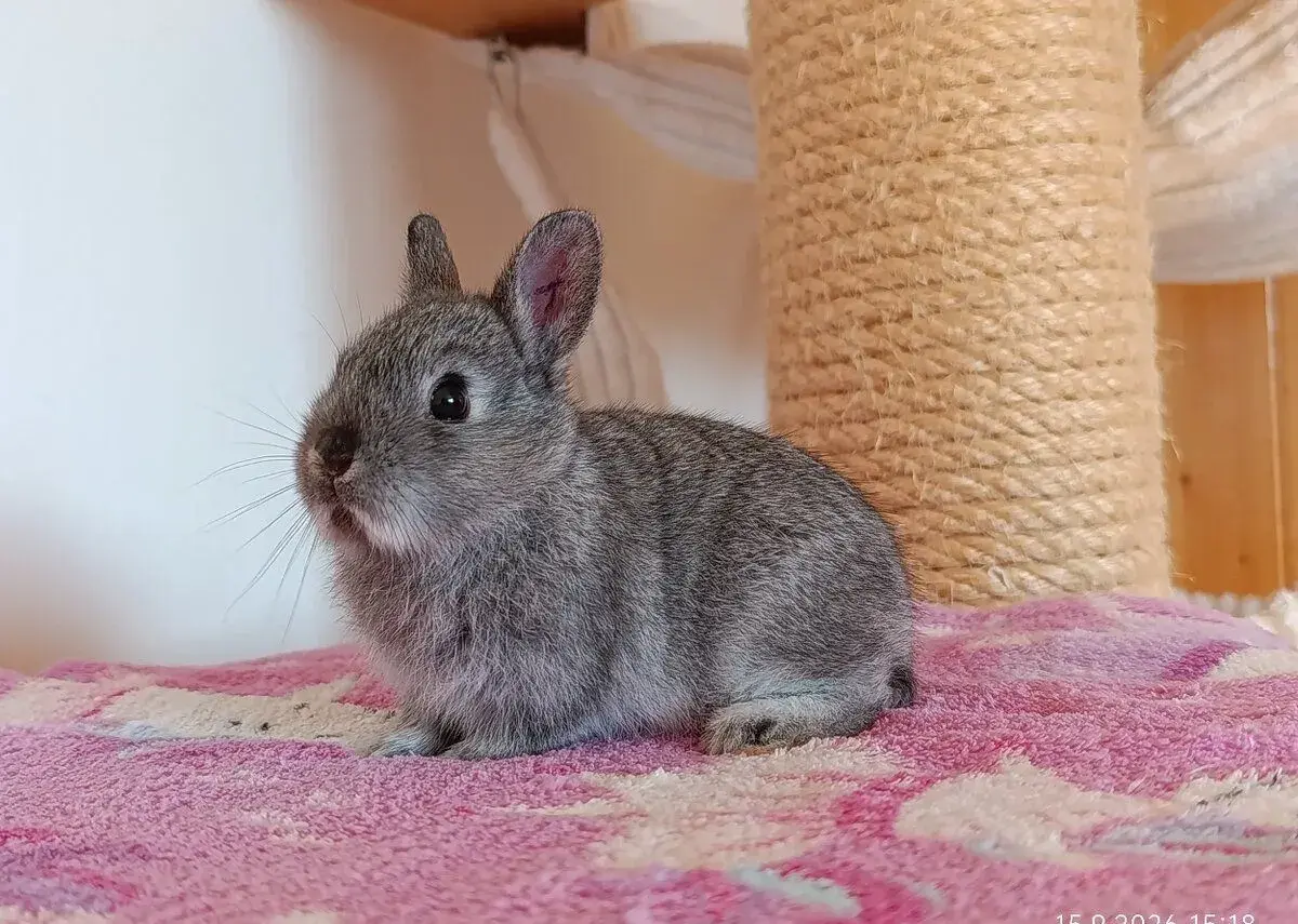 Zakrslý králík a lvíček - očkovaná mláďata