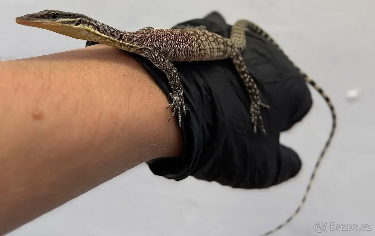 Varanus glauerti - Varan Glauertův