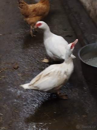Kačka pižmová