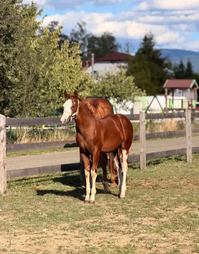 APHA allaround hřebeček