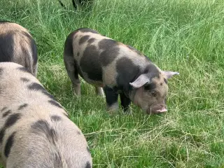 Snížení stavu - Selata kune kune k vypásání / výkrmu