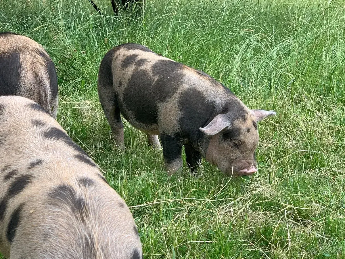 Snížení stavu - Selata kune kune k vypásání / výkrmu