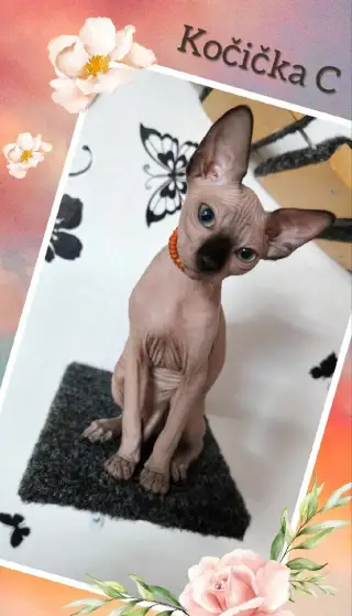 Kanadský sphynx koťátko již k odběru - negativní FeLV / FIV