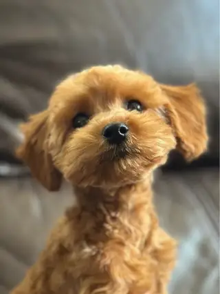 PLÁNOVANÝ VRH MALTIPOO f1/f1b 2027