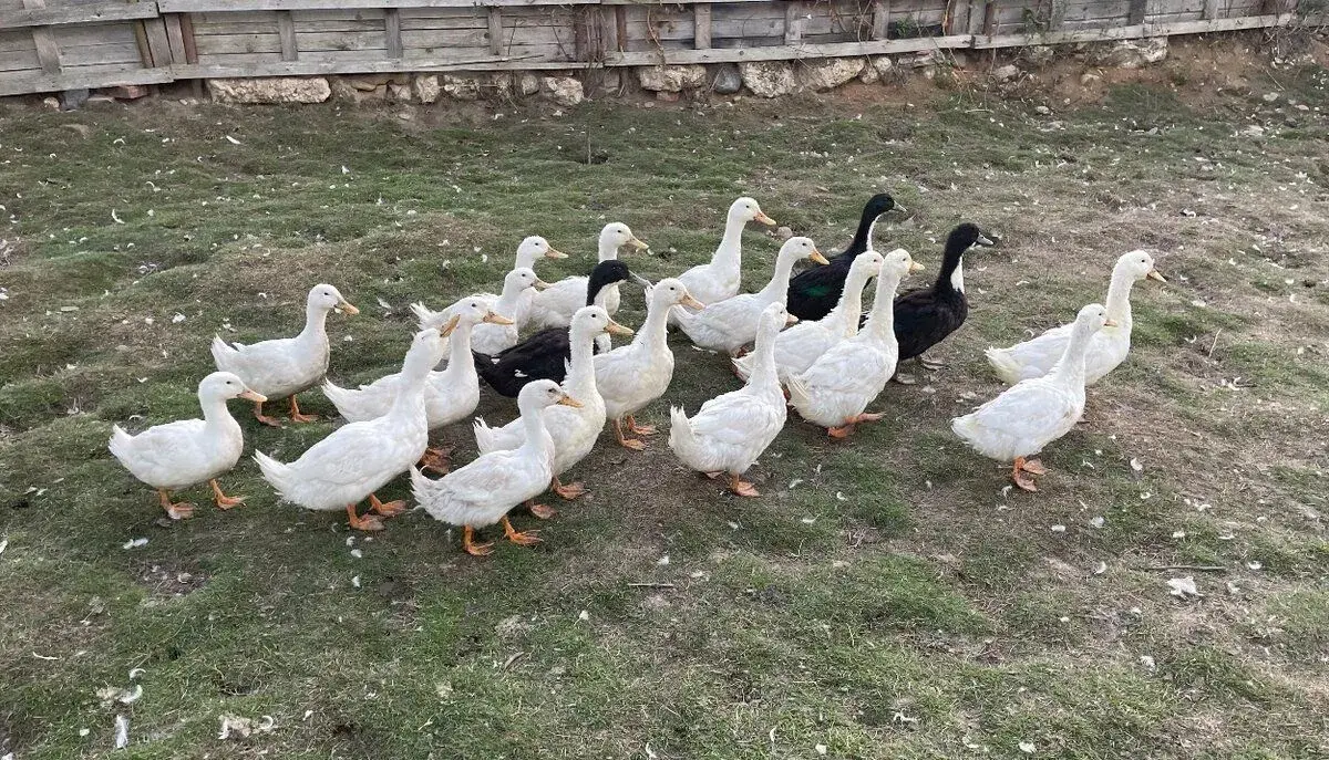 Kachny