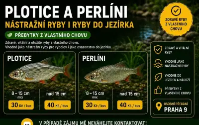 🐟 PLOTICE A PERLÍNI – NÁSTRAŽNÍ RYBY I DO JEZÍRKA