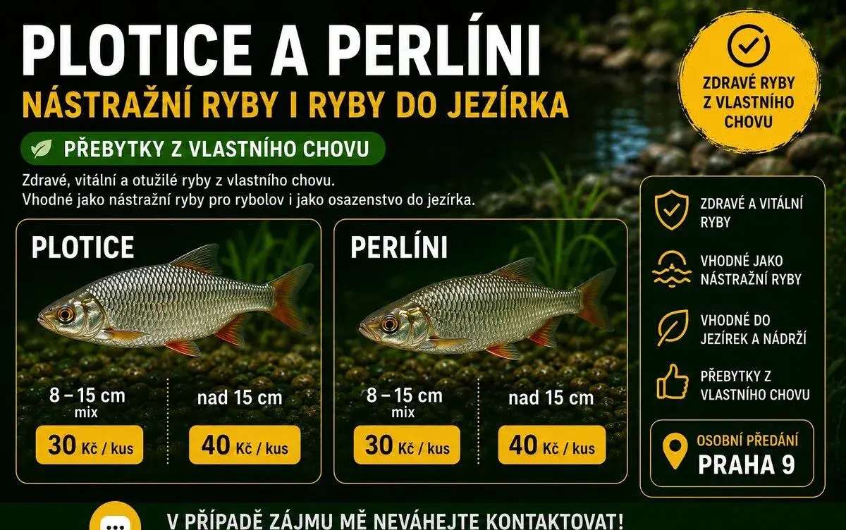 🐟 PLOTICE A PERLÍNI – NÁSTRAŽNÍ RYBY I DO JEZÍRKA