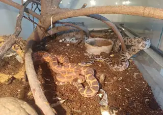 Uzovky par - scaleless a het.scaleless