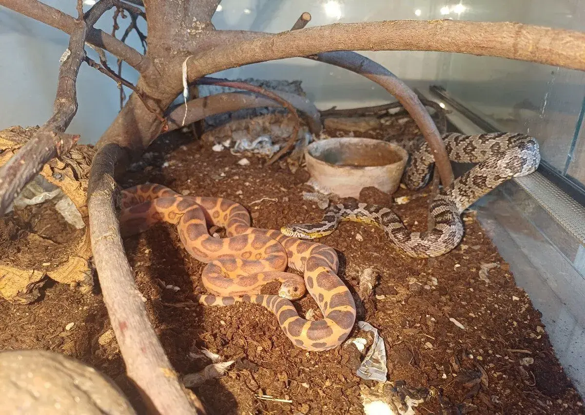 Uzovky par - scaleless a het.scaleless