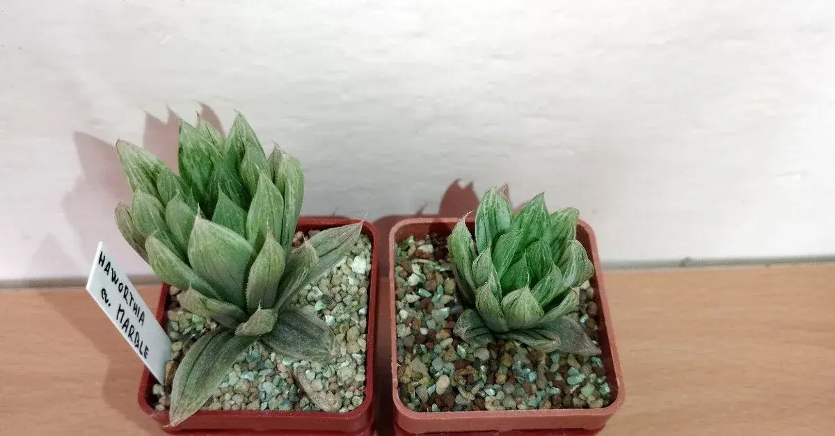 Haworthia cv. Marble ( sukulent )