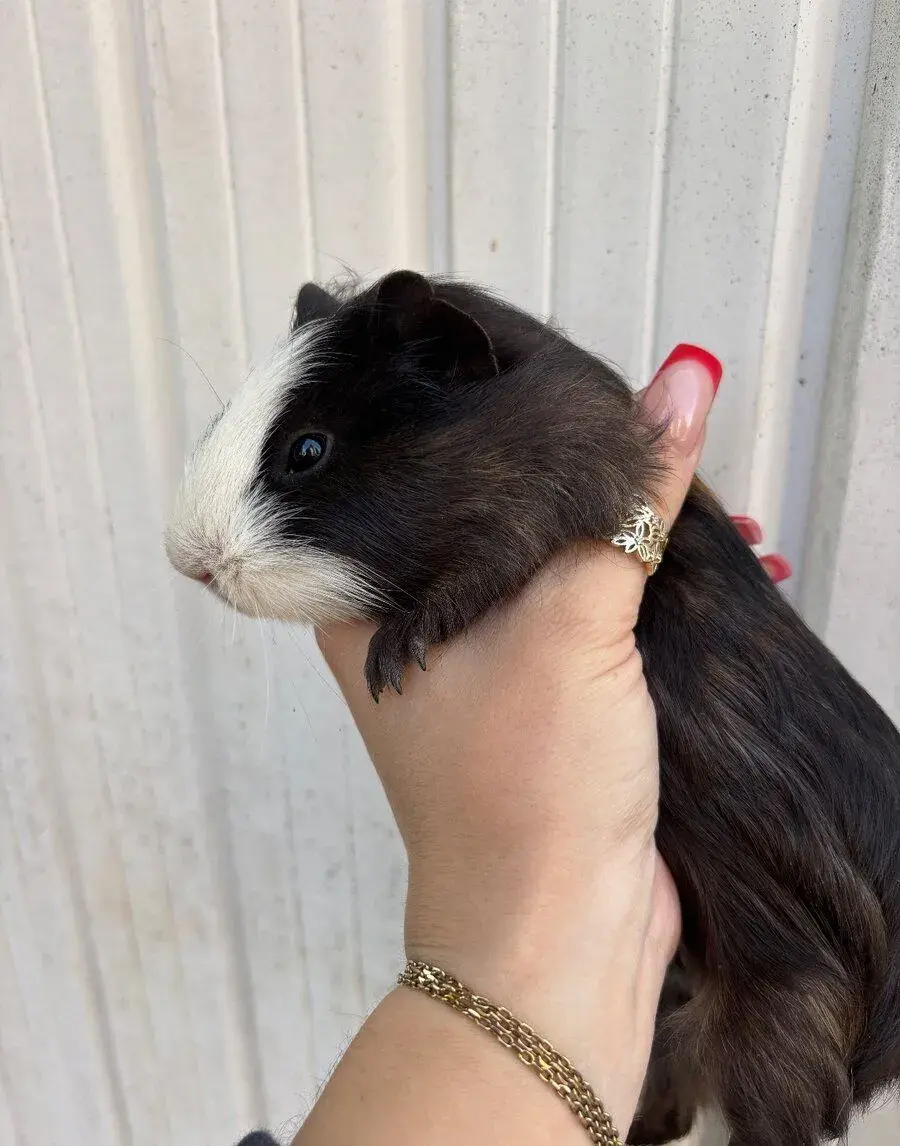 Morče samička 🤝🐹