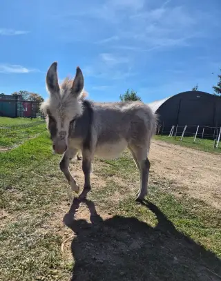 Miniaturní středozemní osel - mini oslice- klisna