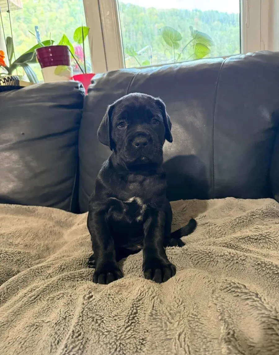 Cane Corso