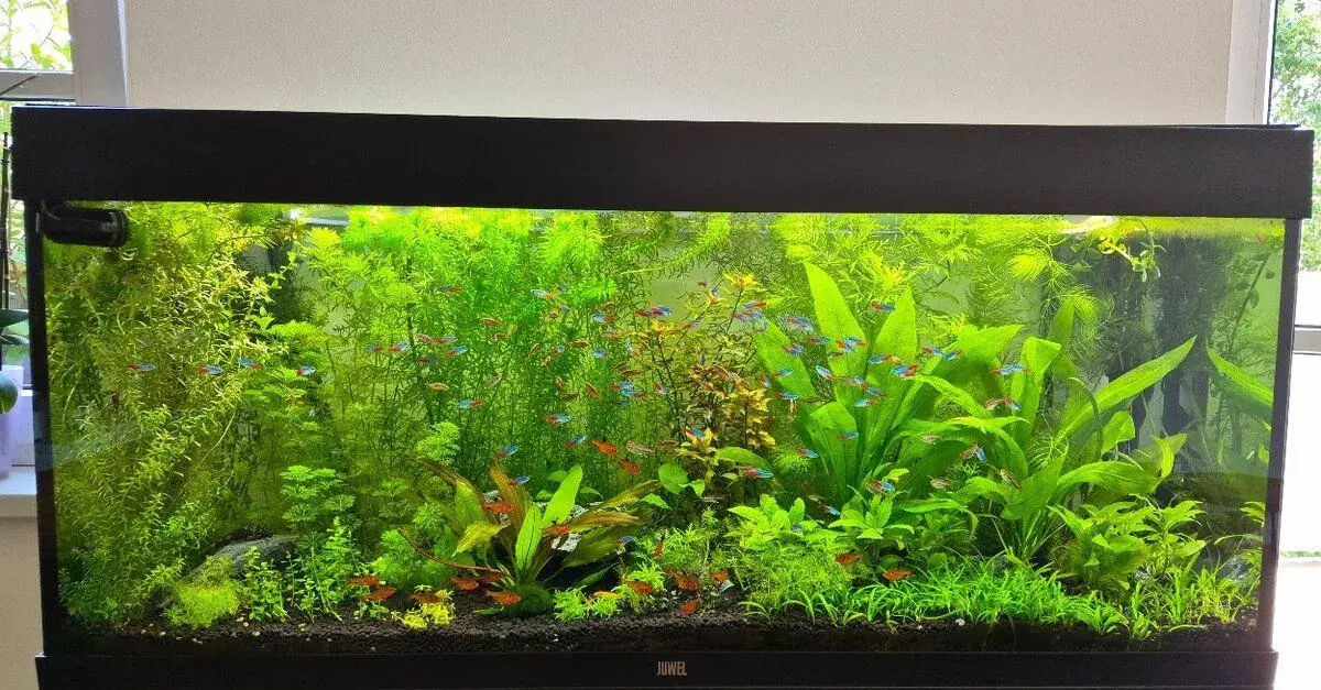 Rostliny do akvária 🌿