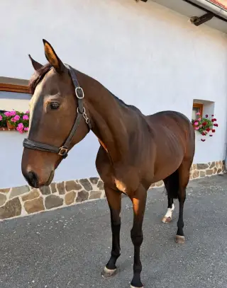 Charismatický valach A1/1