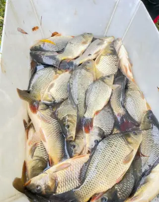 Kapr násada, k2 šupinatá