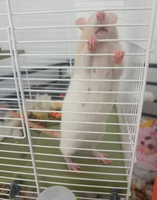Potkání miminka