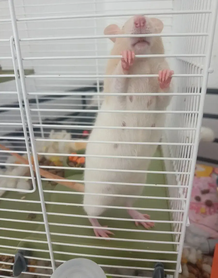 Potkání miminka