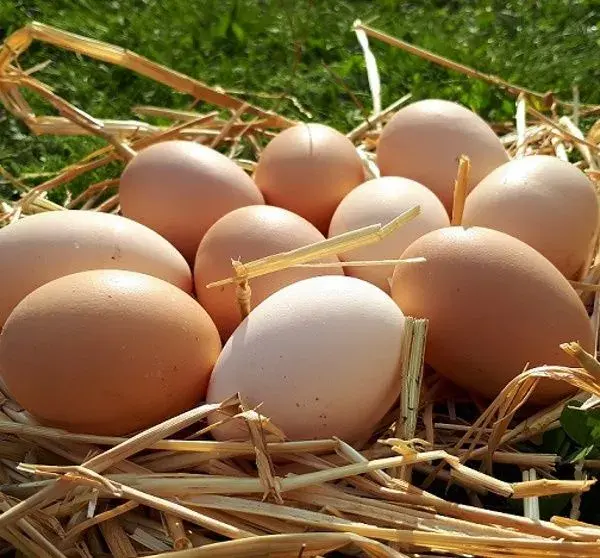 Domácí vajíčka 🥚