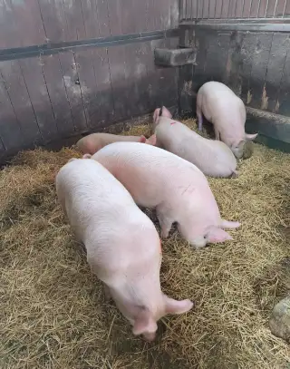 Prasata