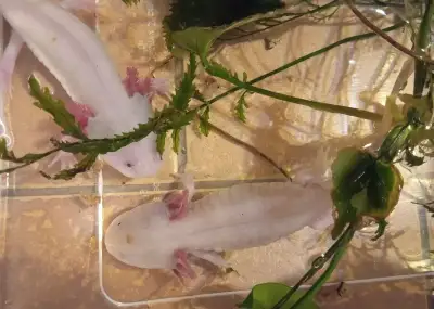 Axolotl Mexický , Žebrovník Waltlův