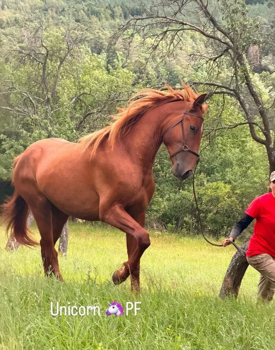 Lusitano hřebec PSL nar. 1.5. 2024