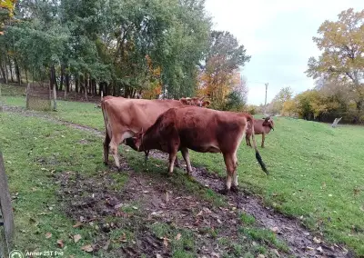 Jersey jalovici