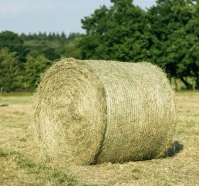 Seno pro koně