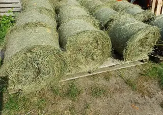 Seno, letošní otavu, malé kulaté balíky