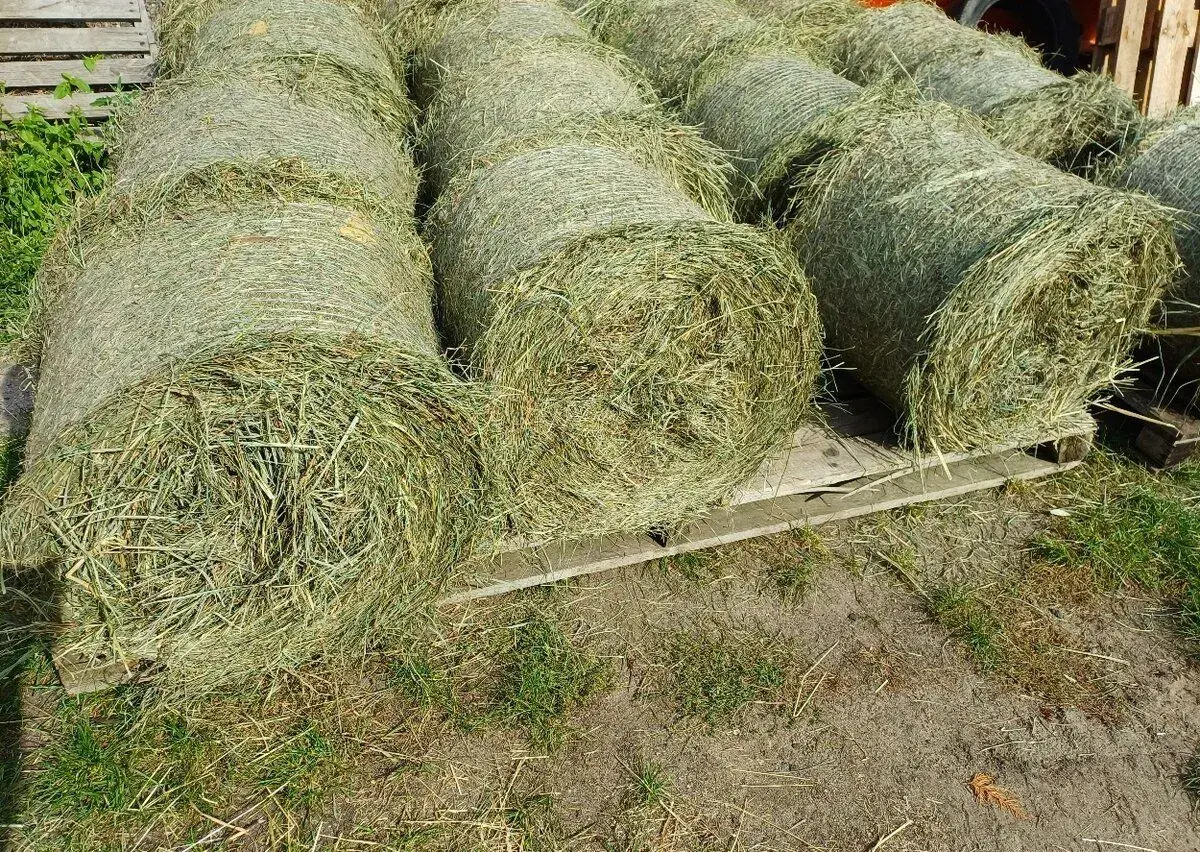 Seno, letošní otavu, malé kulaté balíky