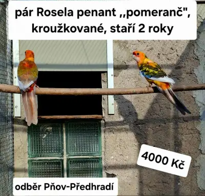 Rosela penant pomeranč - pár