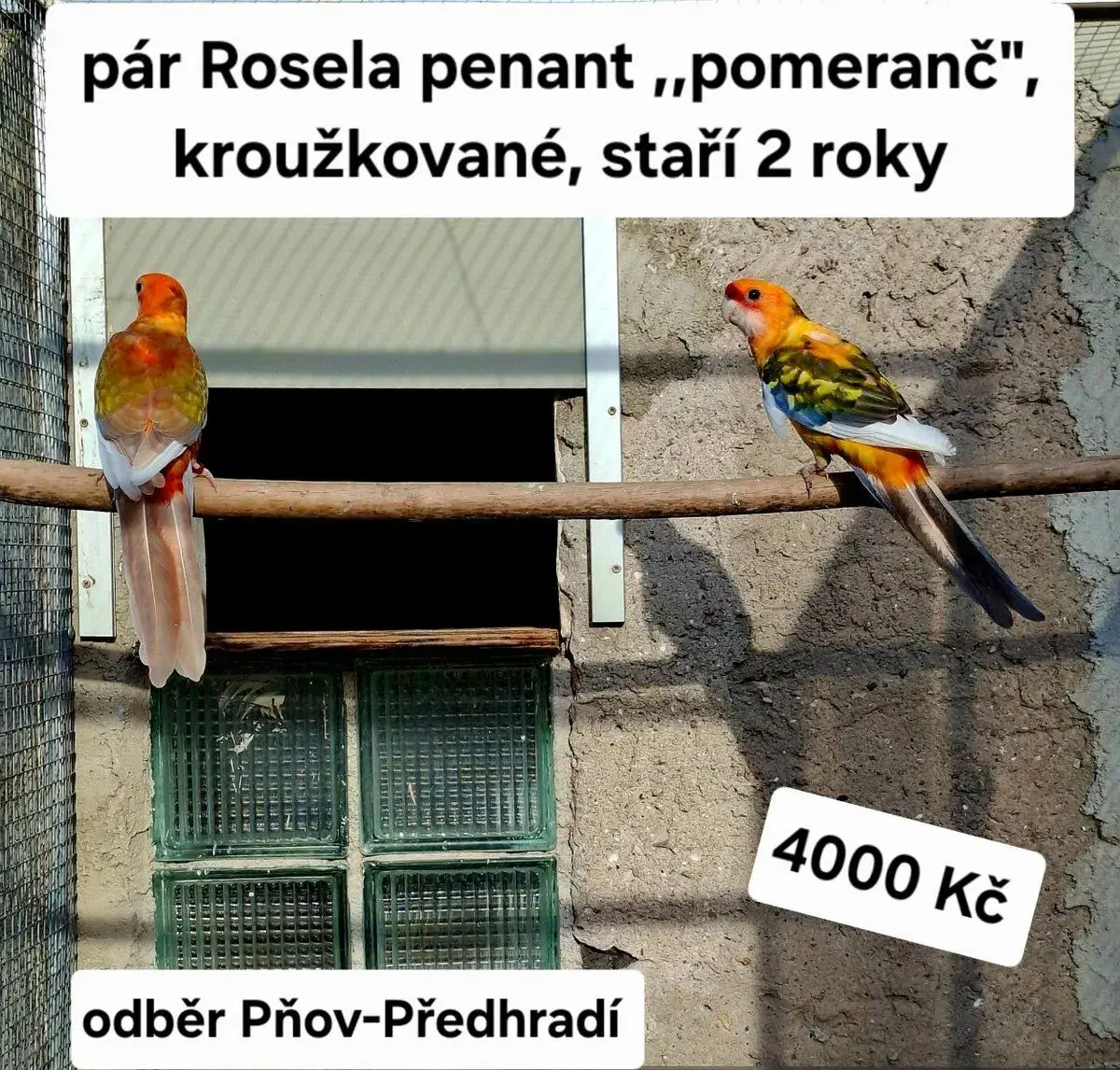 Rosela penant pomeranč - pár
