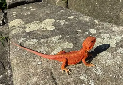 agama vousatá, terárium