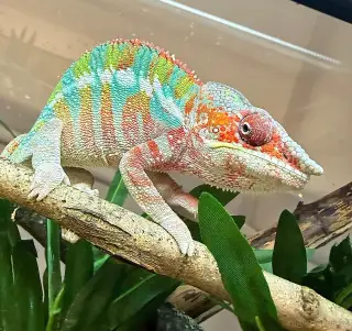 Chameleon pardálí—Furcifer Pardalis ambilobe
