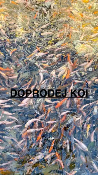 POSLEDNÍ KOI K PRODEJI