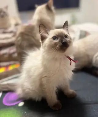 Ragdoll kocourci