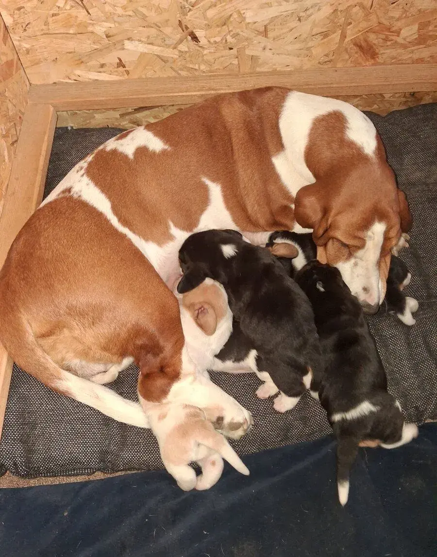 Basset Hound s PP
