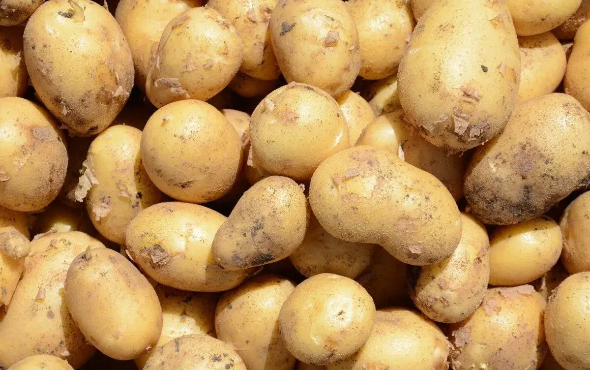 Brambory na uskladnění v bio kvalitě