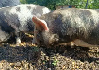Kune kune