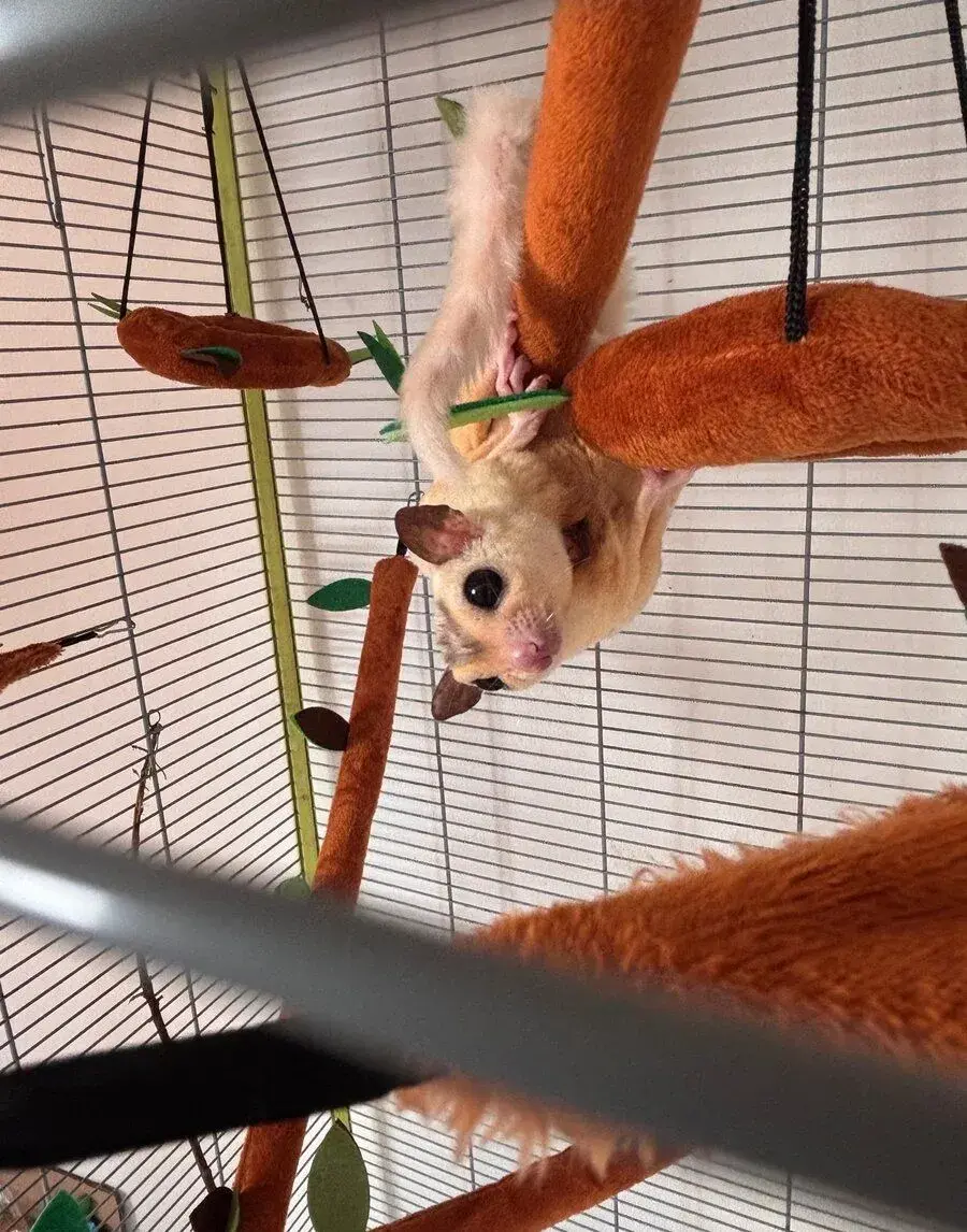 Vakoveverka