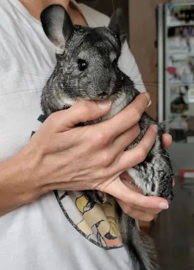 Dvě činčily (samičky) + klec