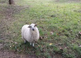 Ovce valaška
