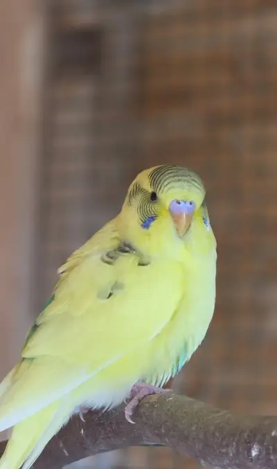 Andulka