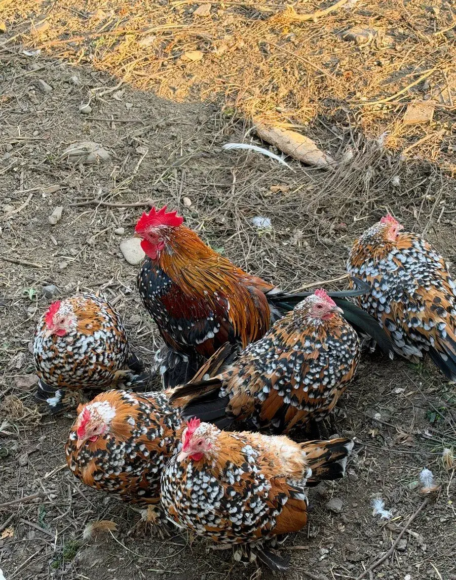 Zakrslá rousná kohoutek + 2 slepičky Vsetín