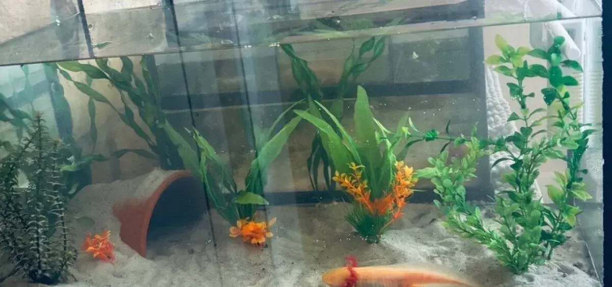 Axolotl + akvarium