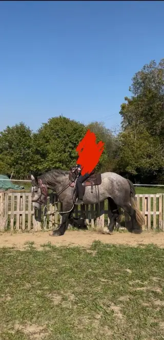 Percheron kobyla