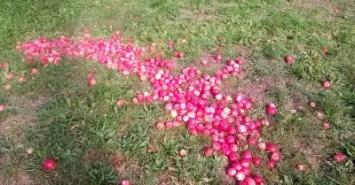 Jablka padaná na moštování-cider,kvas na pálenku-calvádos