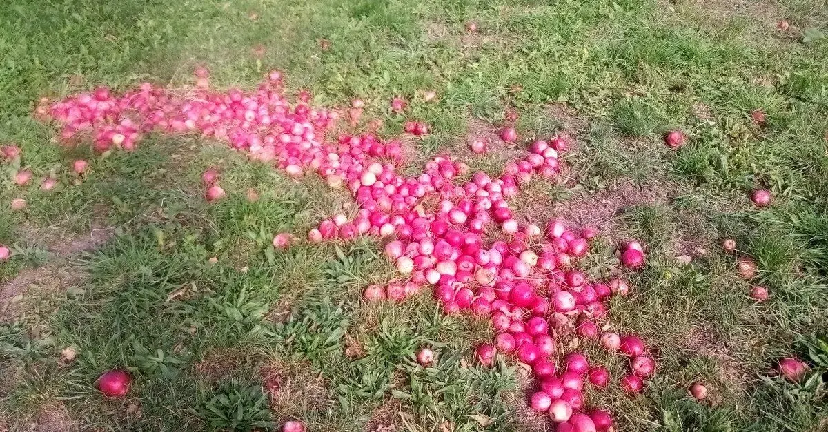 Jablka padaná na moštování-cider,kvas na pálenku-calvádos
