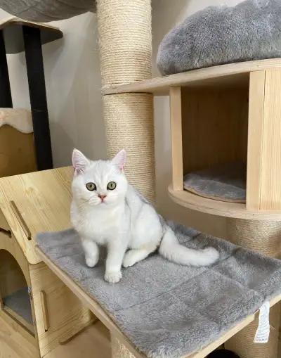 Britská činčila ❤️❤️